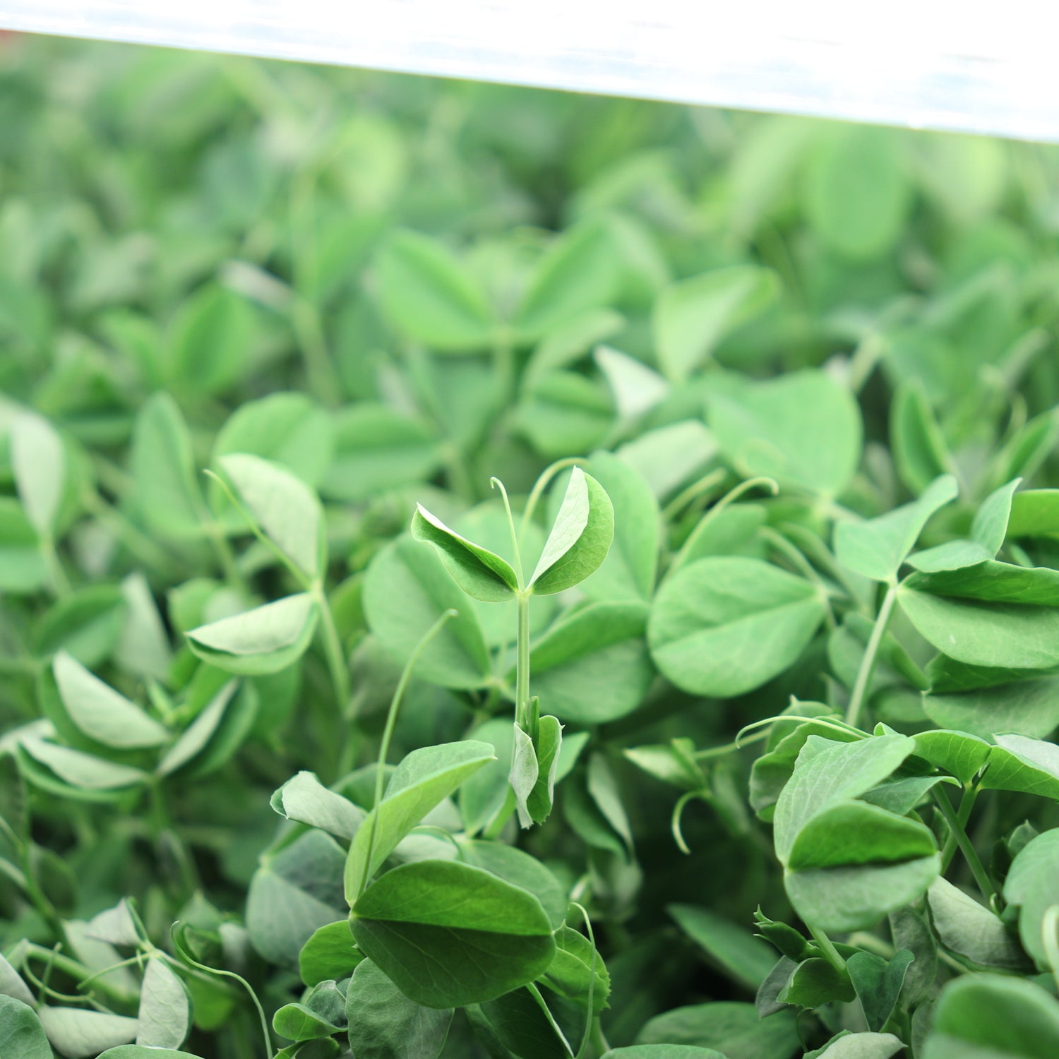 MicroPeas Under Lights