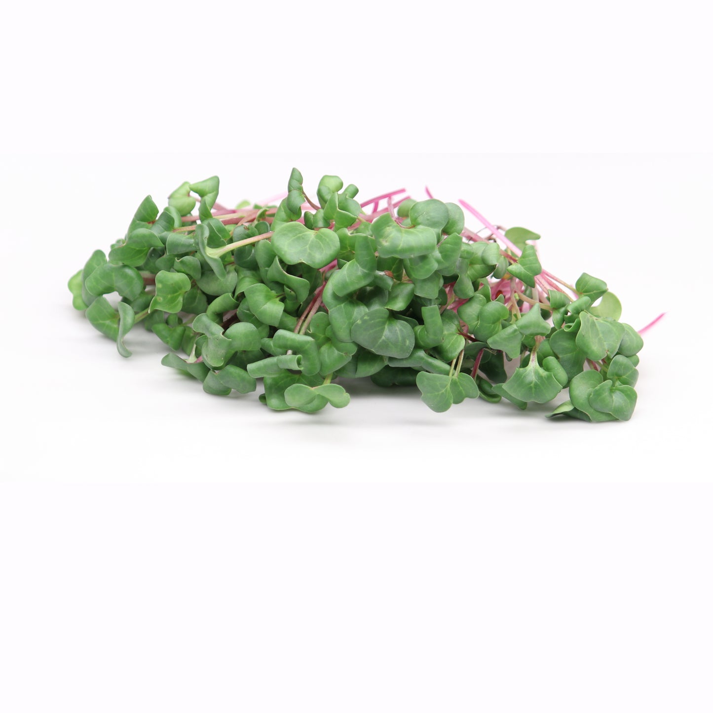 Micro Radish