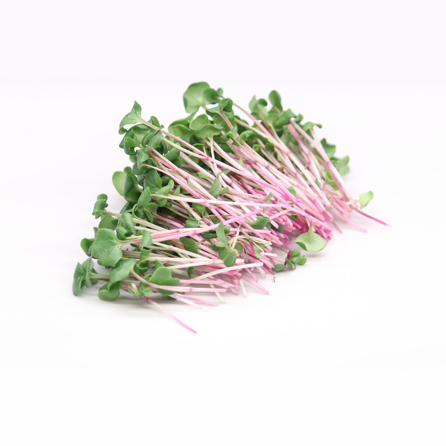 Micro Radish