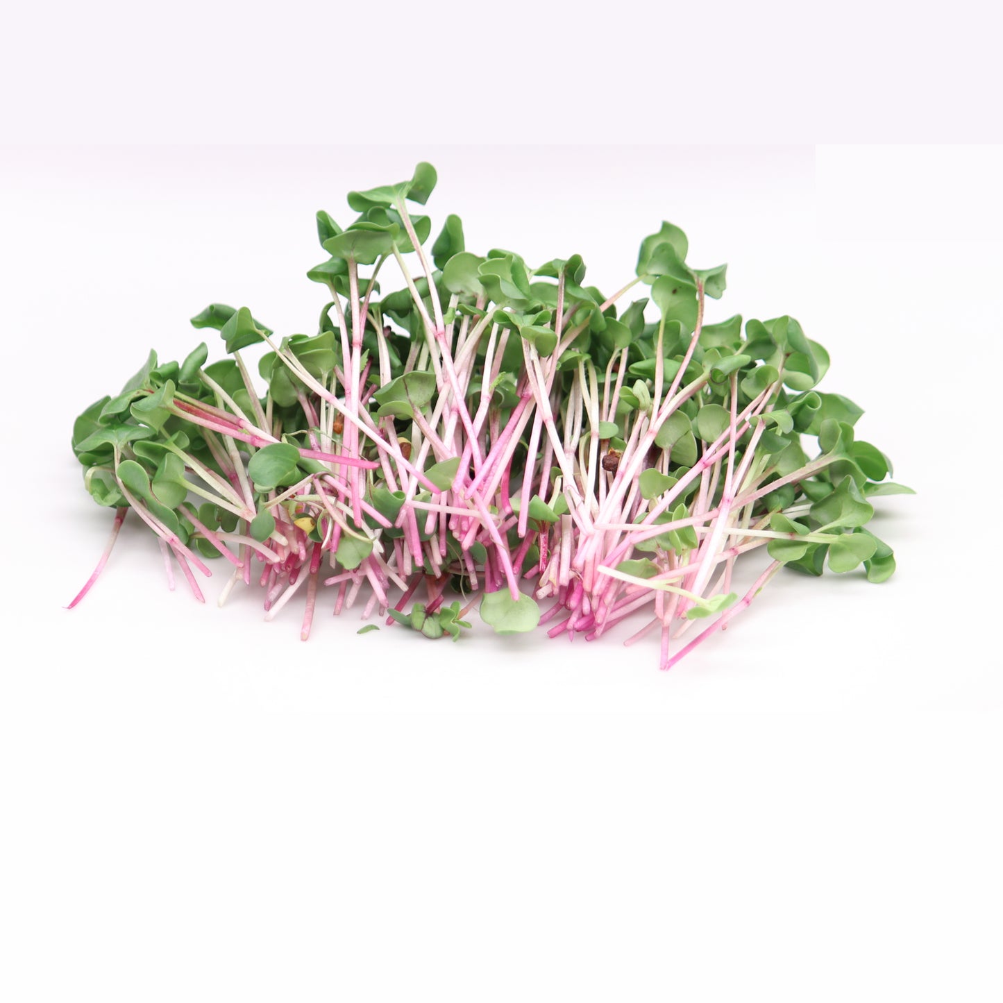 Micro Radish