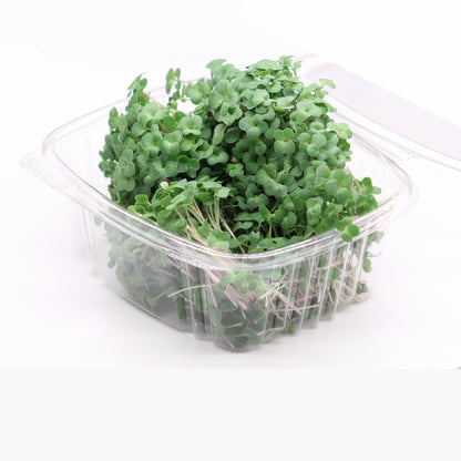 Micro Broccoli